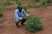 Ssekidde tends a young tree in his plantation in Luwero District