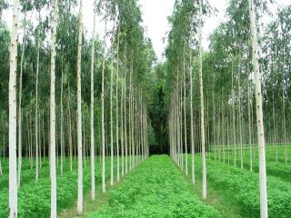 Eucalyptus is self-pruning